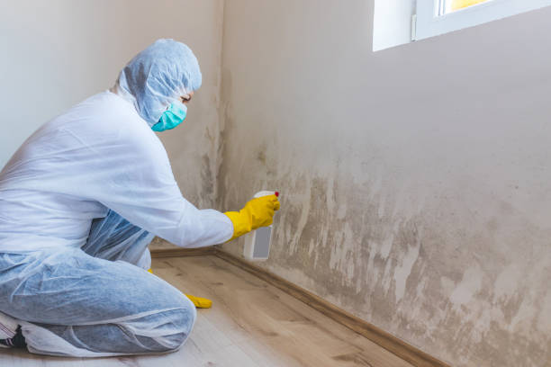 Licensed Attic Mold Removal service in Somerville, TX - WQB Mold Removal