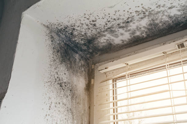 Affordable Attic Mold Removal solutions in Somerville, TX