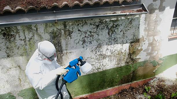 Top rated local Attic Mold Removal specialists in Somerville, TX